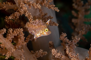 Minute leatherjacket, dwarf filefish, rudarius minutus, found among soft corals