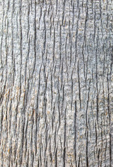 Bark on a palm tree as an abstract background