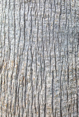 Obraz premium Bark on a palm tree as an abstract background