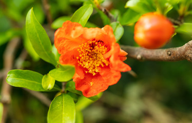 Obraz premium Red flower on pomegranate