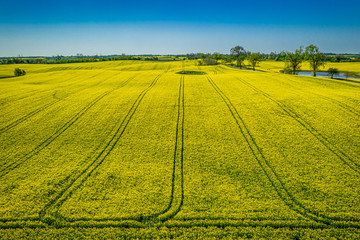 Flying above yellow rape fields in the spring, from above