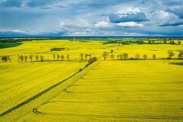Yellow rape fields in spring, aerial view of Poland