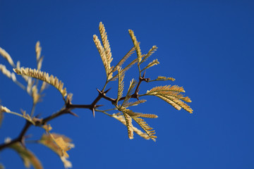 Yellow leaves of Acacia sp. against blue sky - winter in South Africa