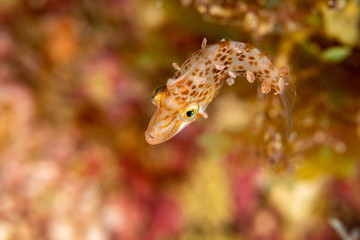 Minute leatherjacket, dwarf filefish, rudarius minutus, found among soft corals