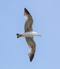 Obraz premium Seagull flying in the blue sky