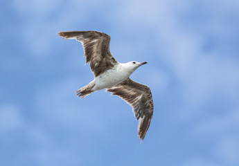 Seagull flying in the blue sky