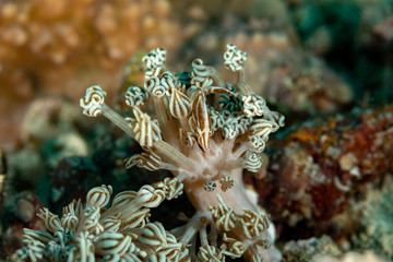 Radial filefish or the radial leatherjacket, Acreichthys radiatus, found among soft corals