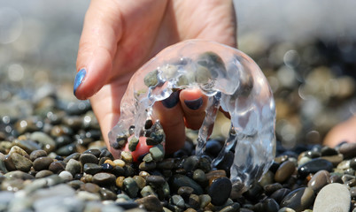 Jellyfish in the stones by the sea