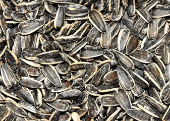 many seeds of salted sunflower