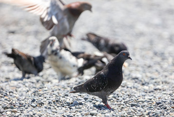 Portrait of a pigeon on pebbles