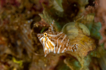 Radial filefish or the radial leatherjacket, Acreichthys radiatus, found among soft corals