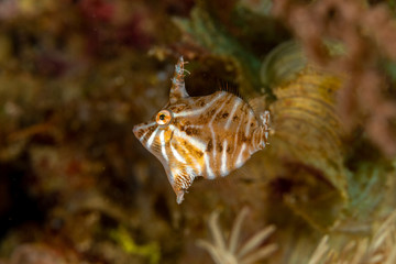 Radial filefish or the radial leatherjacket, Acreichthys radiatus, found among soft corals