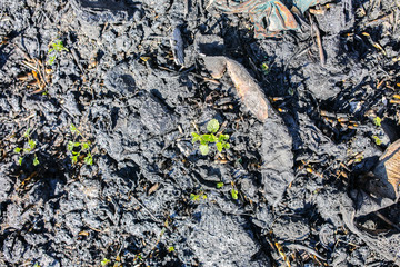 Green plant growing through dry and burnt ground. Ecological disaster. Environment pollution. Survival of the nature.