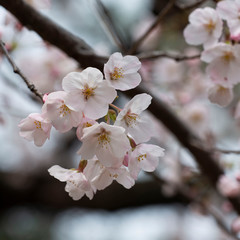 Closeup on Cherr Blossom, Sakura during Spring