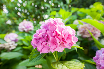 Fototapeta premium Fiore rosa isolato dallo sfondo verde