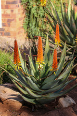 Obraz premium Krantz Aloe (called also Candelabra Aloe, Mountain Bush Aloe, Tree Aloe, Torch Aloe) - Aloe arborescens in blossom