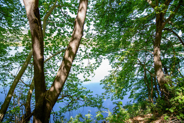 Trees in front of river Aliakmonas, Greece