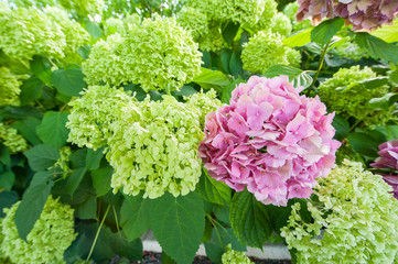 Fiori verde e rosa isolati su sfondo verde