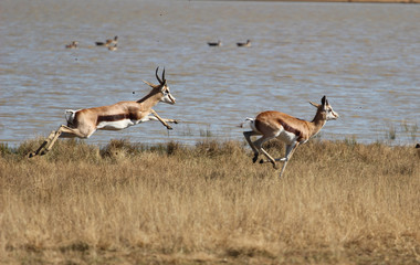 Springboks (Antidorcas marsupialis) running and jumping in a game reserve in South Africa