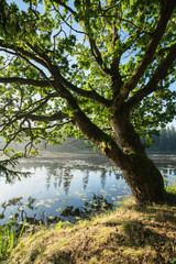 Fototapeta na wymiar An oak tree hanging over the water of a river on a early summer morning. 