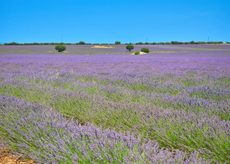 Naklejka premium Selective focus landscape view of the lavender cultivation fields in their maximum state of bloom, in the month of July, from the town of Brihuega, Guadalajara, Alcarria, Castilla la Mancha, Spain.