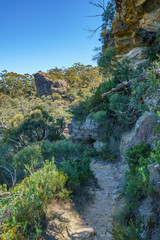 Fototapeta na wymiar hiking the prince henry cliff walk, blue mountains, australia 4