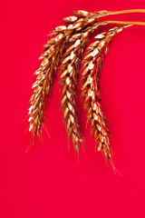 Ears of wheat painted with gold paint on a red background. Top twist. Copy space. Golden wheat.