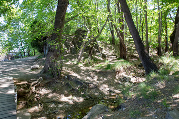 Trees in front of river Aliakmonas, Greece