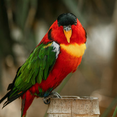 Bird parrot sitting on a tree in the garden