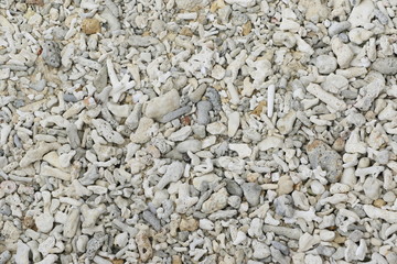 砂浜の白い珊瑚