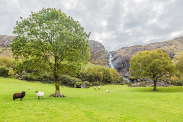 Obraz premium Typical Irish landscape with green meadow and waterfall