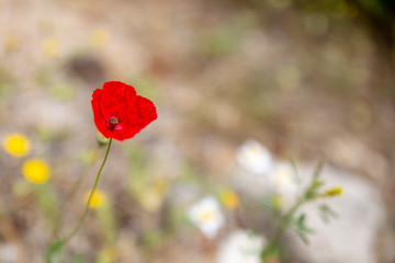 Poppy flower in field, Halkidiki Greece
