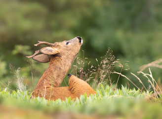 The roe deer (Capreolus capreolus), also known as the roe, western roe deer or European roe, is a species of deer. The male of the species is sometimes referred to as a roebuck.  © svenaw