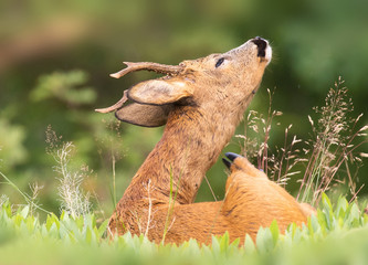 Roe deer (capreolus capreolus). with tick on neck.