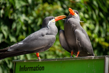 Naklejka premium Vogel
