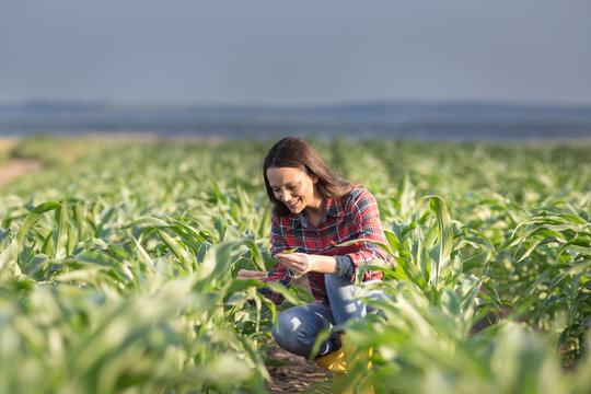 Farmer Woman In Corn Field