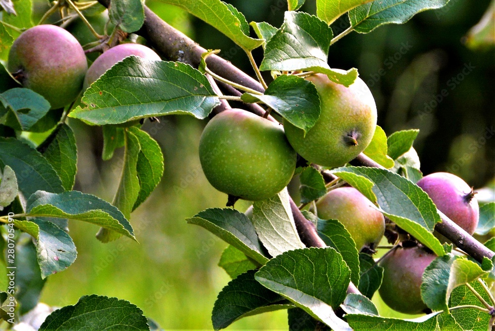 Wall mural green apples on a branch