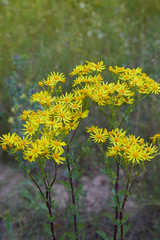 Yellow blooming Ragwort. Common names: Jacobaea vulgaris, Senecio jacobaea, Tansy Ragwort, Benweed, St. James-wort, Ragweed, Stinking Nanny, poisonous and medicinal plant in the family Asteraceae