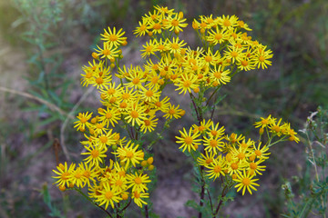 Yellow blooming Ragwort. Common names: Jacobaea vulgaris, Senecio jacobaea, Tansy Ragwort, Benweed, St. James-wort, Ragweed, Stinking Nanny, poisonous and medicinal plant in the family Asteraceae