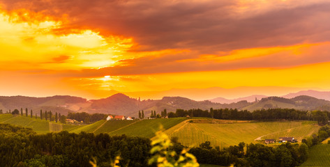 Fototapeta premium Panorama View at South Styria Vineyard fields in sunset sun in summer. Eckberg Tourist destination.