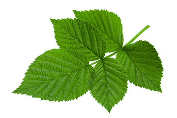 Raspberry leaf  on white