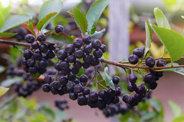 Black Chokeberry (Aronia melanocarpa) in orchard. Black ashberry tree with ripe berry