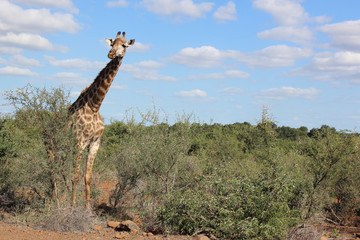 Giraffe / Giraffe / Giraffa Camelopardalis