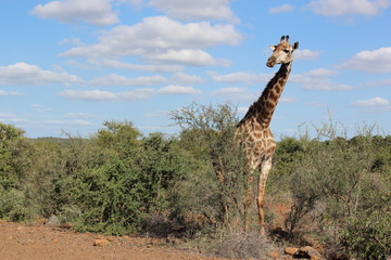 Giraffe / Giraffe / Giraffa Camelopardalis