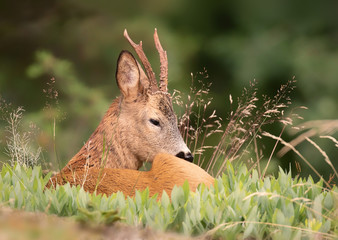 The roe deer (Capreolus capreolus), also known as the roe, western roe deer or European roe, is a species of deer. The male of the species is sometimes referred to as a roebuck. 