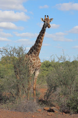 Giraffe / Giraffe / Giraffa Camelopardalis