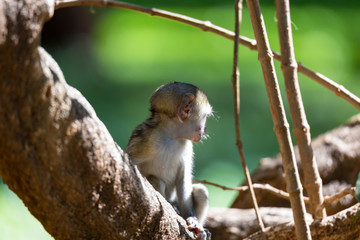 A little monkey sits and looks very curious