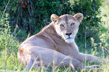 Fototapeta na wymiar A lioness has made herself comfortable in the grass and is resting