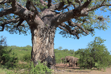Affenbrotbaum / Baobab / Adansonia Digitata
