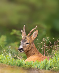 The roe deer (Capreolus capreolus), also known as the roe, western roe deer or European roe, is a species of deer. The male of the species is sometimes referred to as a roebuck. 